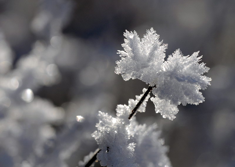 Winter _DDC9116 Kopie.jpg